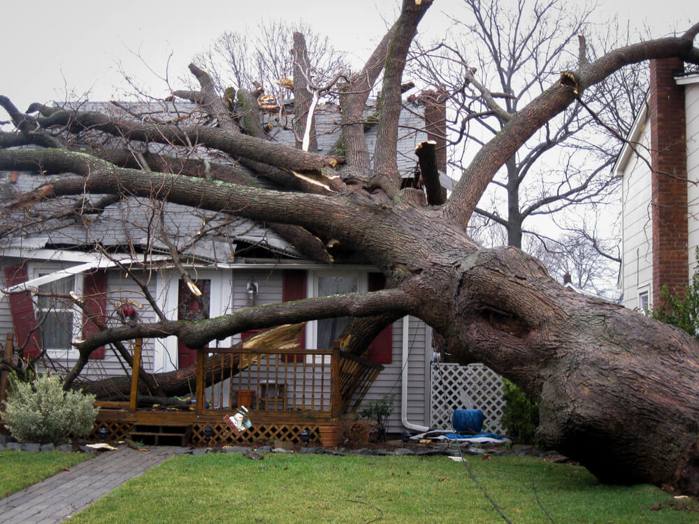 Fallen tree on the house